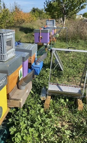 abeilles